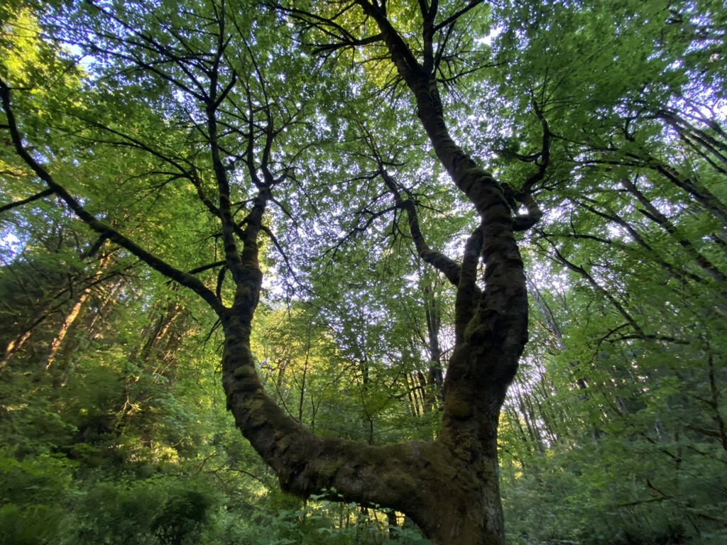 Image Slider