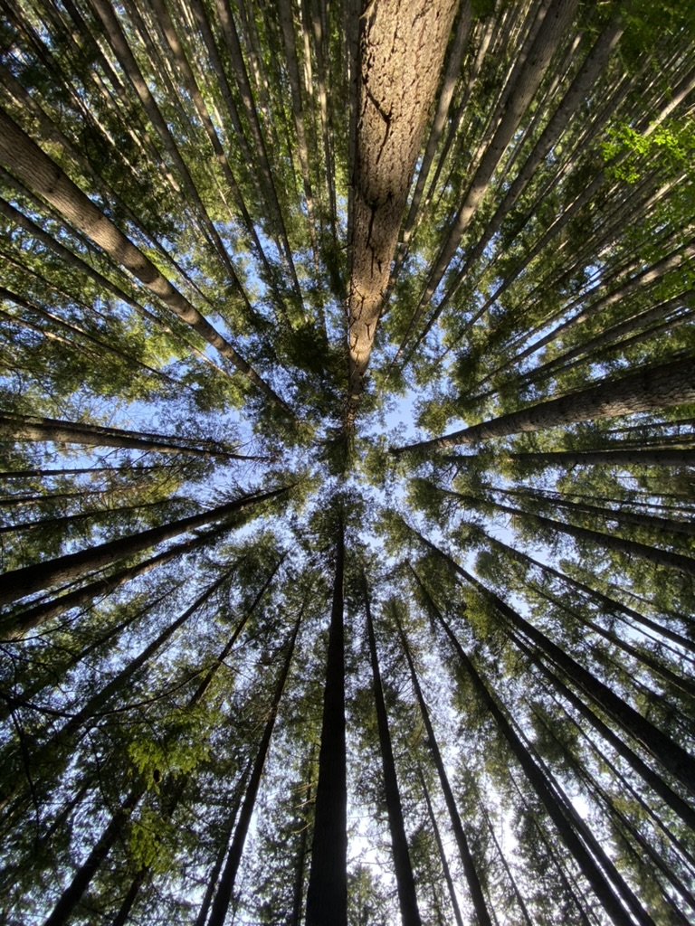 Image Slider